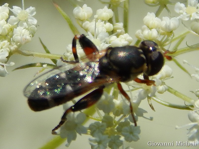 Syrphidae: Syritta pipiens